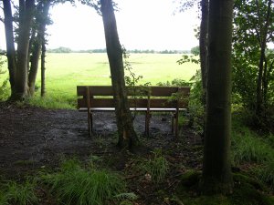 Wees op de kale vlakte een schaduwbrengende boom. Wees goed voor me! Rachel